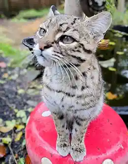 Bird flu outbreak in big cats at Washington sanctuary

