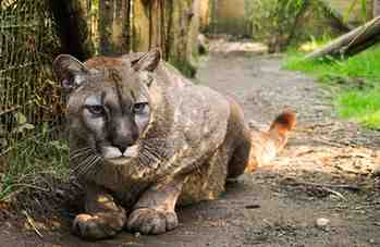 Bird flu outbreak in big cats at Washington sanctuary