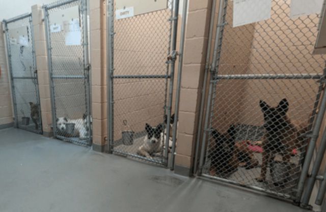 Humane Society of Tacoma Faces Overcrowding Crisis