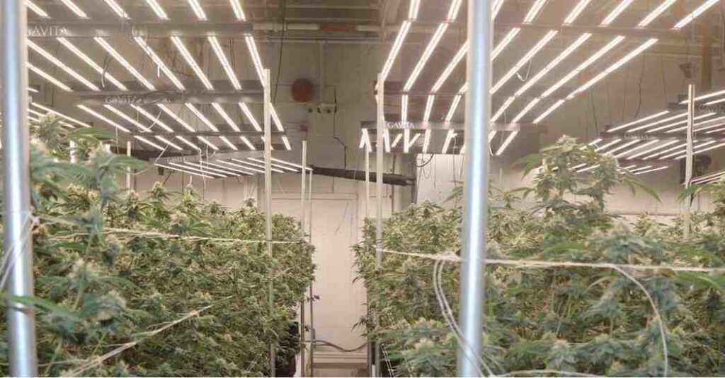 Law enforcement officers inspect seized marijuana plants during a raid in Tacoma, including processed cannabis, vehicles, and firearms.